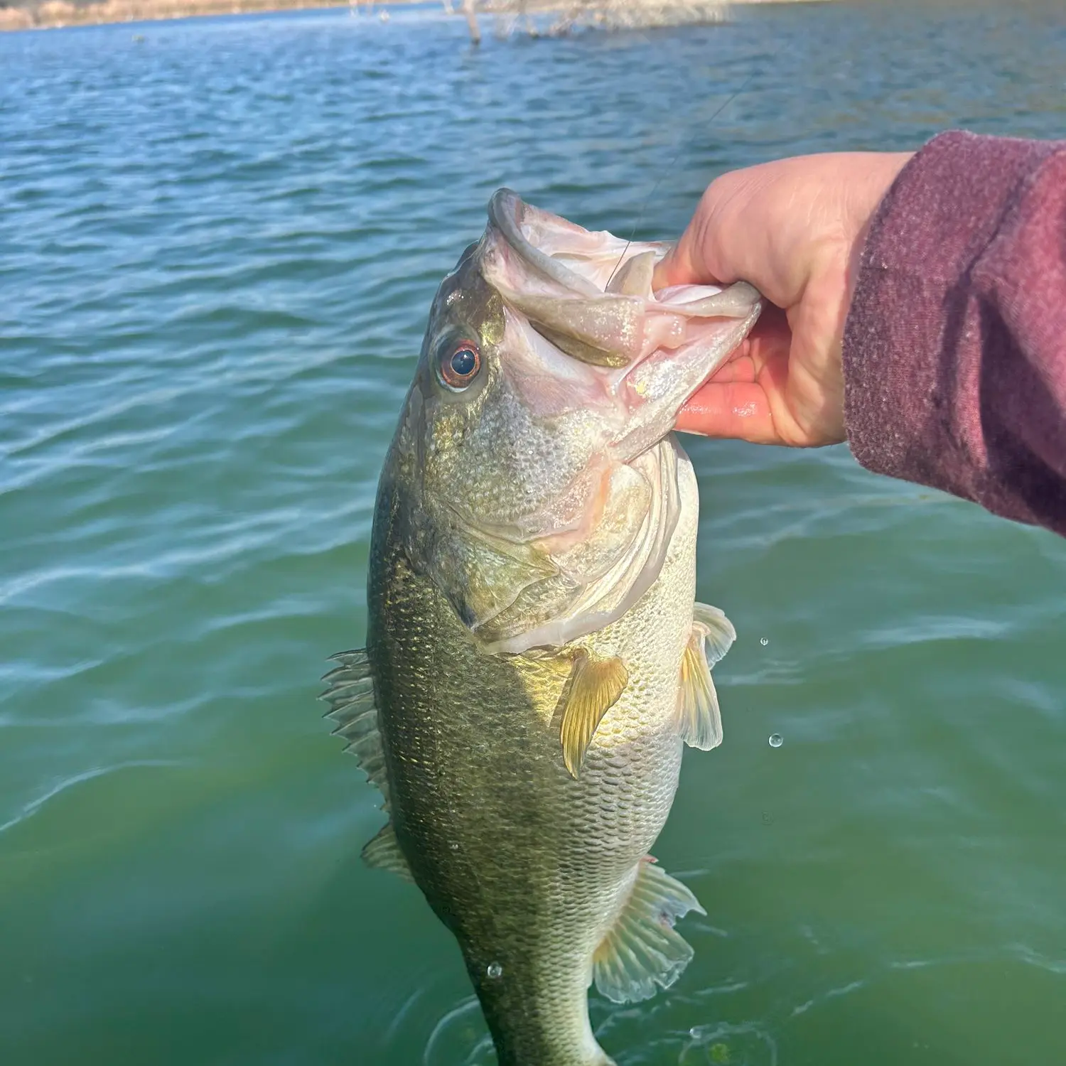 ᐅ La Joya Lake fishing reports🎣• La Homa, TX (United States) fishing