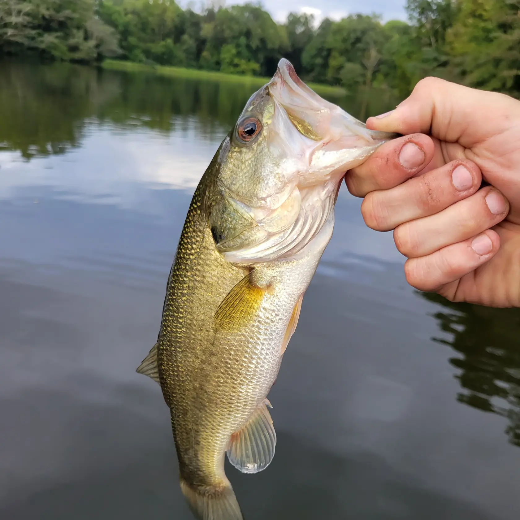 ᐅ Mitchell Lake fishing reports🎣• Calera, AL (United States) fishing