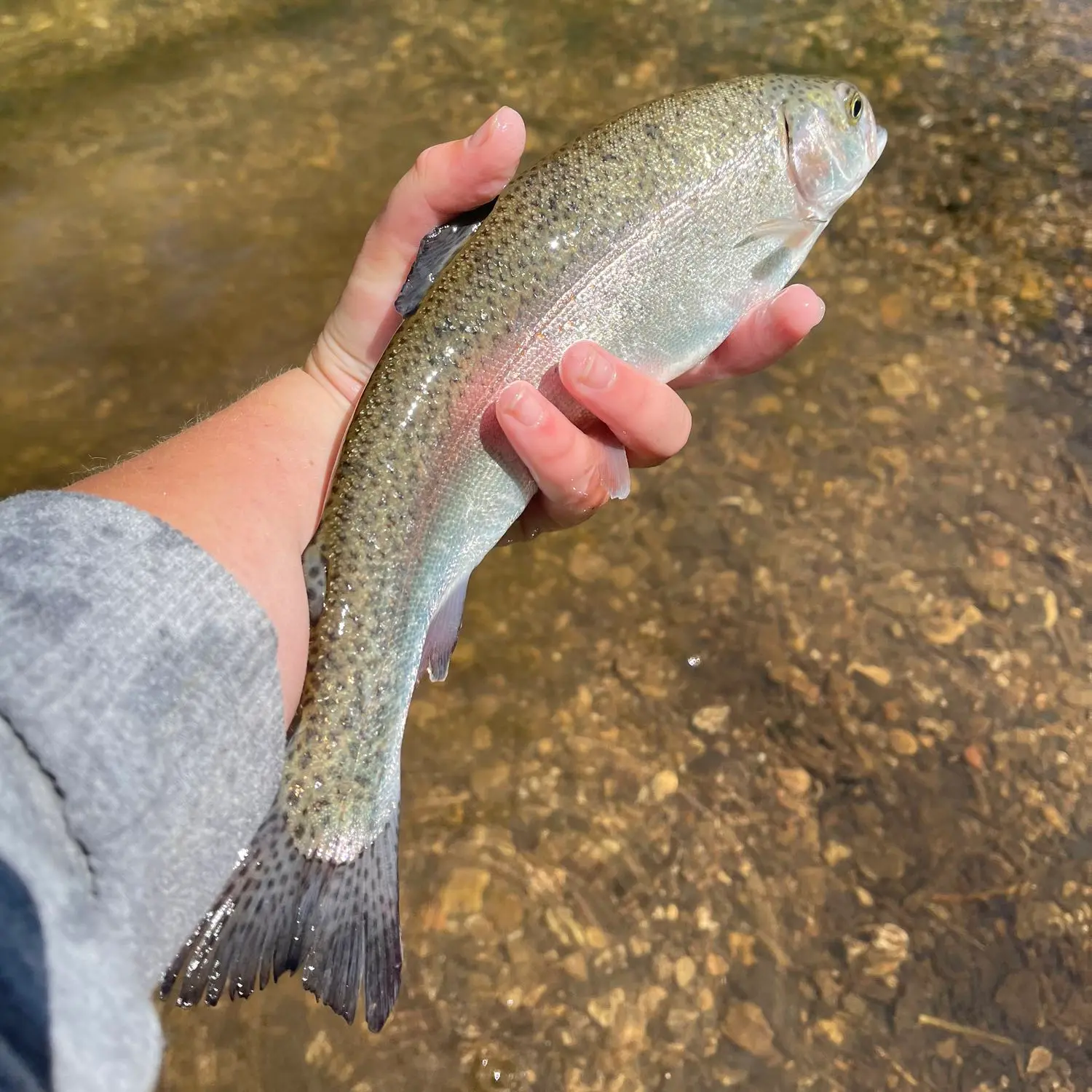 ᐅ Short Creek fishing reports🎣• Lawrenceburg, KY (United States) fishing