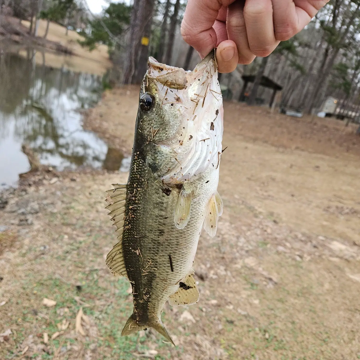 ᐅ Watershed Y17 Lake fishing reports🎣• Suwanee, GA (United