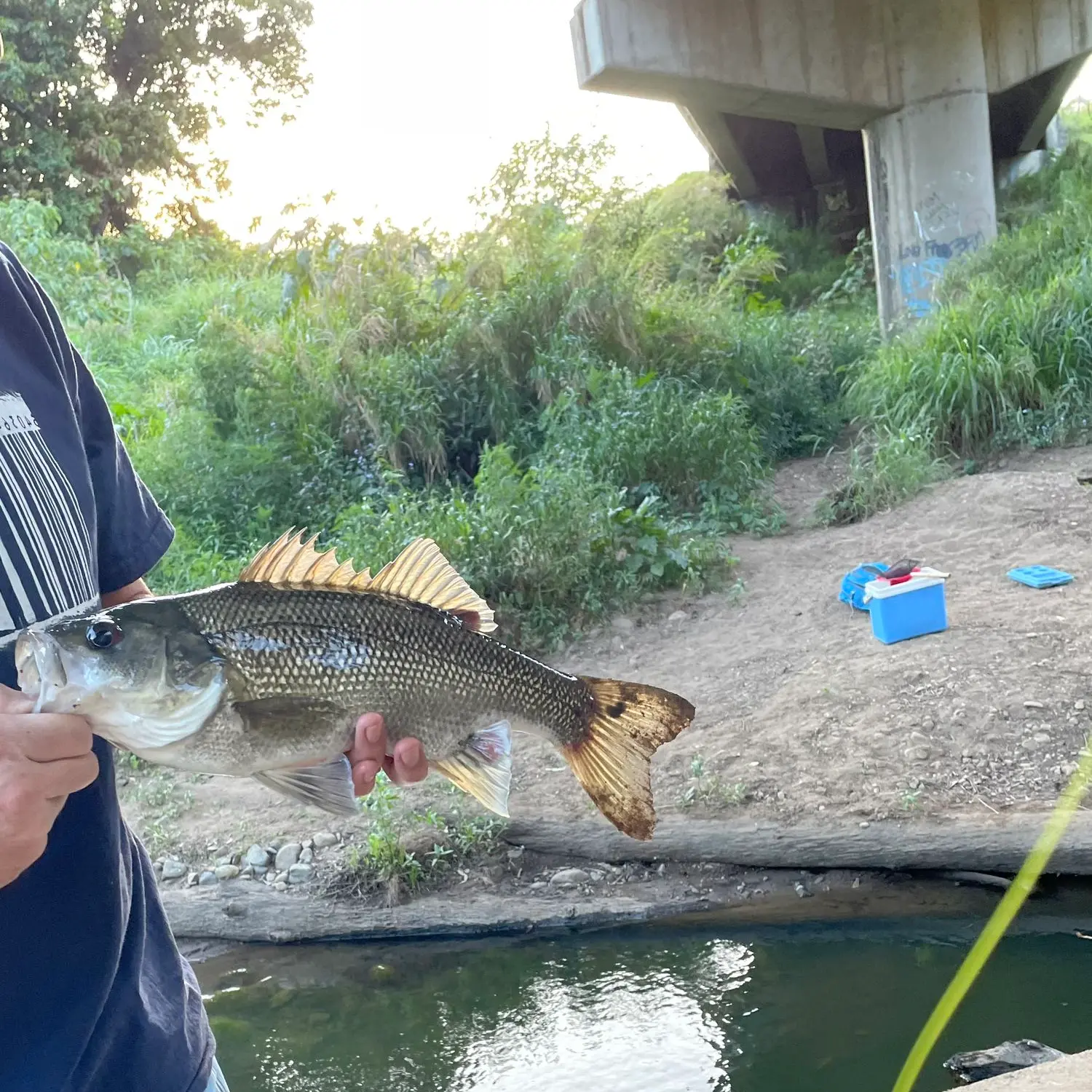 Tranquil Bass Fishing at Hinze Dam