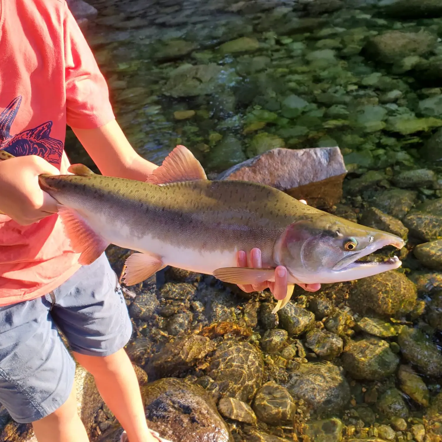 Pink Salmon Beach Fishing at Furry Creek - BC Fishing Journal