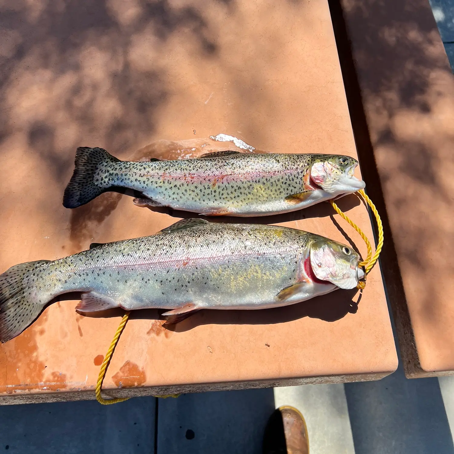 SoCal Trout Fishing [Silverwood Lake] 