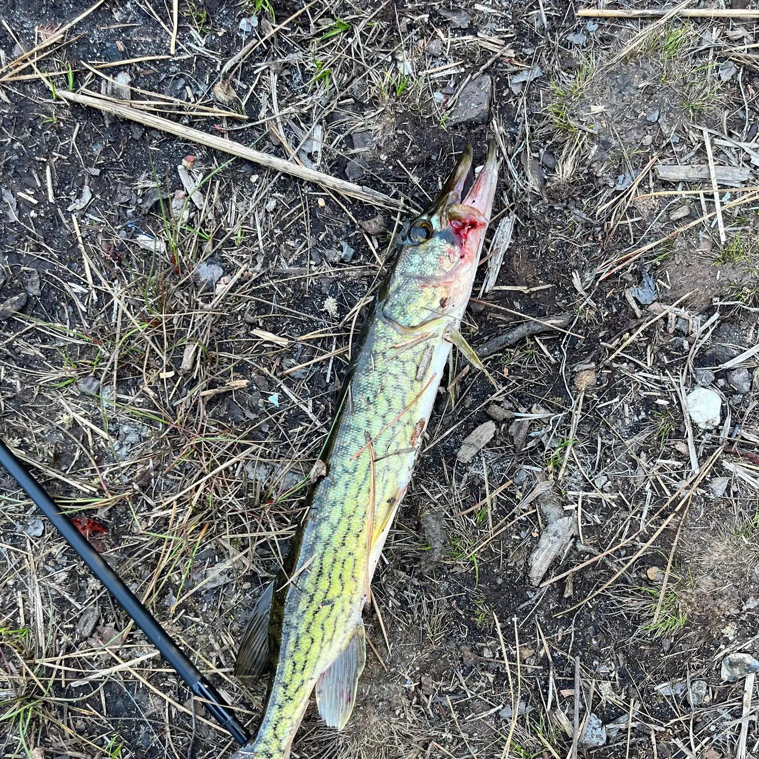 Updates and fishing report for central Va, 10/17/2017 - Albemarle Angler