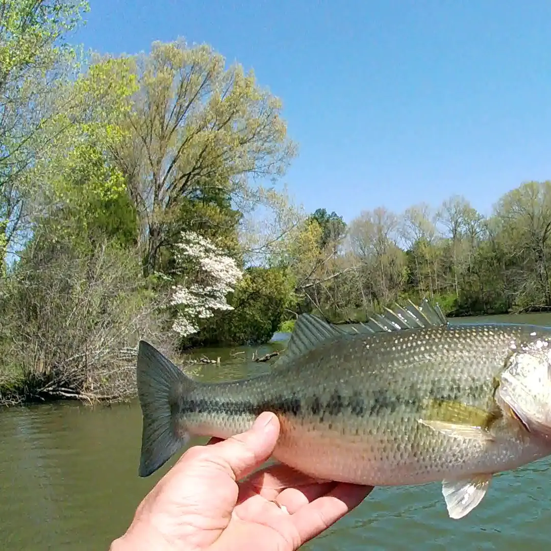 TOADFISH ROD FIELD TEST OLD HICKORY LAKE 