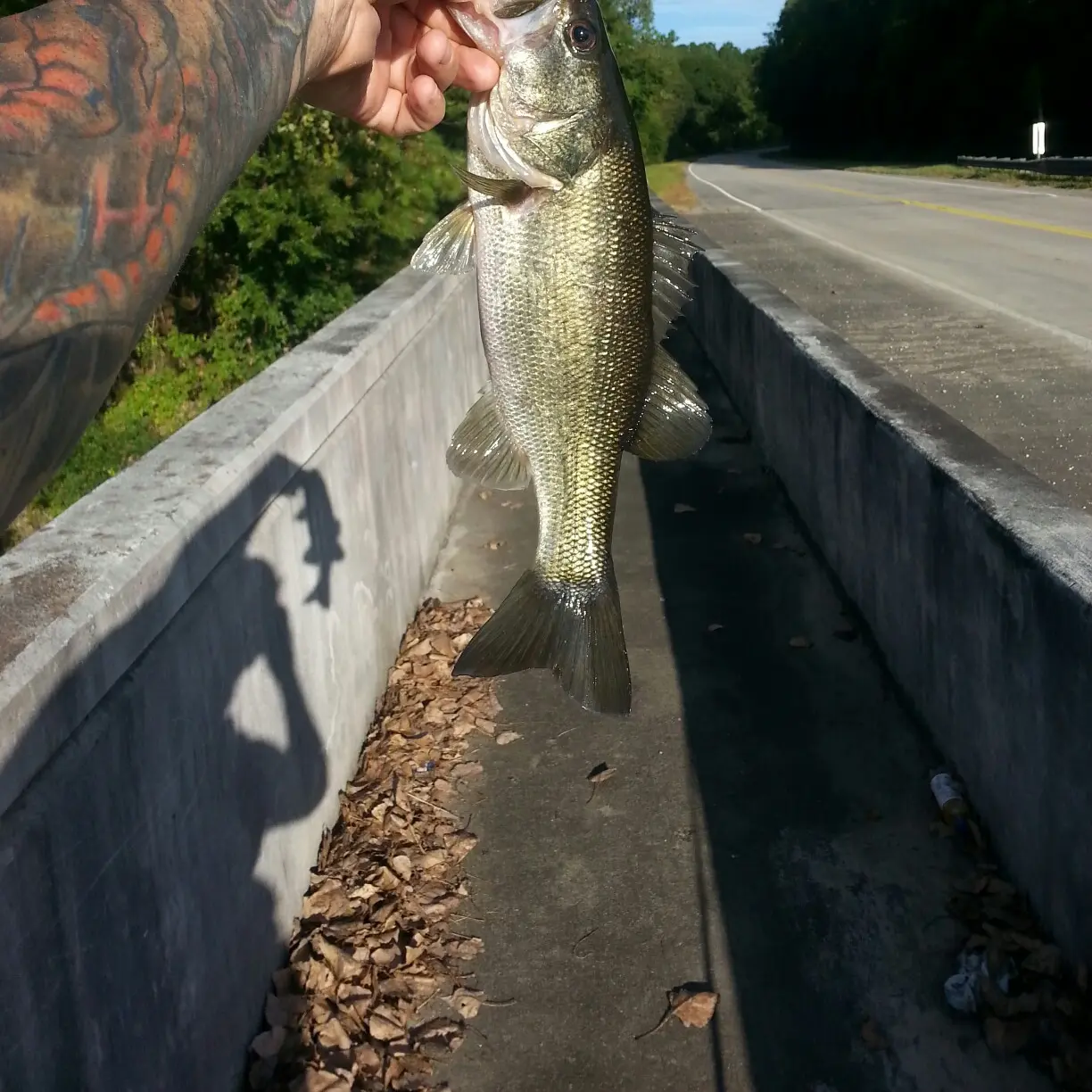 ᐅ F Coopers Pond fishing reports🎣• Columbia, SC (United States