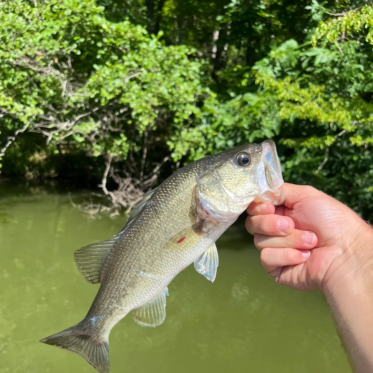 ᐅ Boy Scout Lake fishing reports🎣• Reidsville, NC (United States) fishing