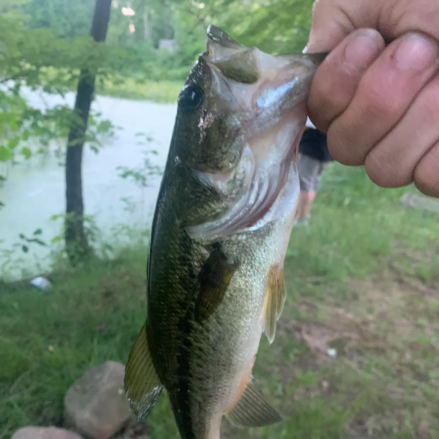 ᐅ Pittman Lake fishing reports🎣• Ravenna, OH (United States) fishing