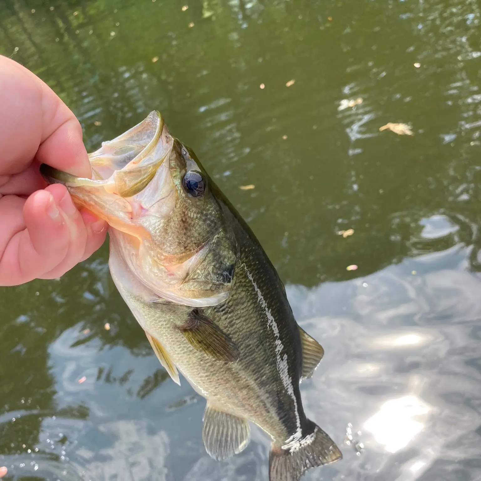 ᐅ Knops Pond fishing reports🎣• Groton, MA (United States) fishing