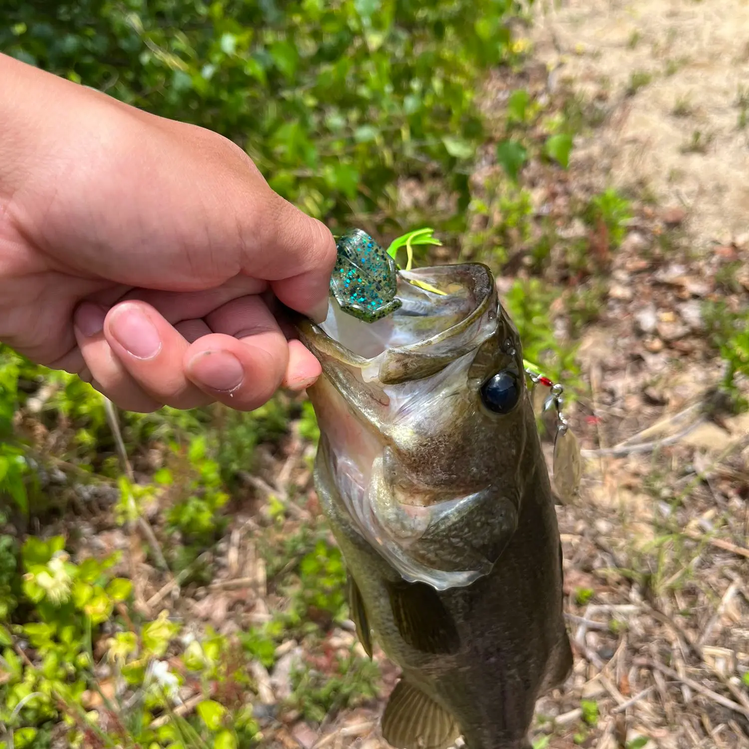 ᐅ Guilford Lakes Fishing Reports🎣• Guilford, Ct (united States) Fishing