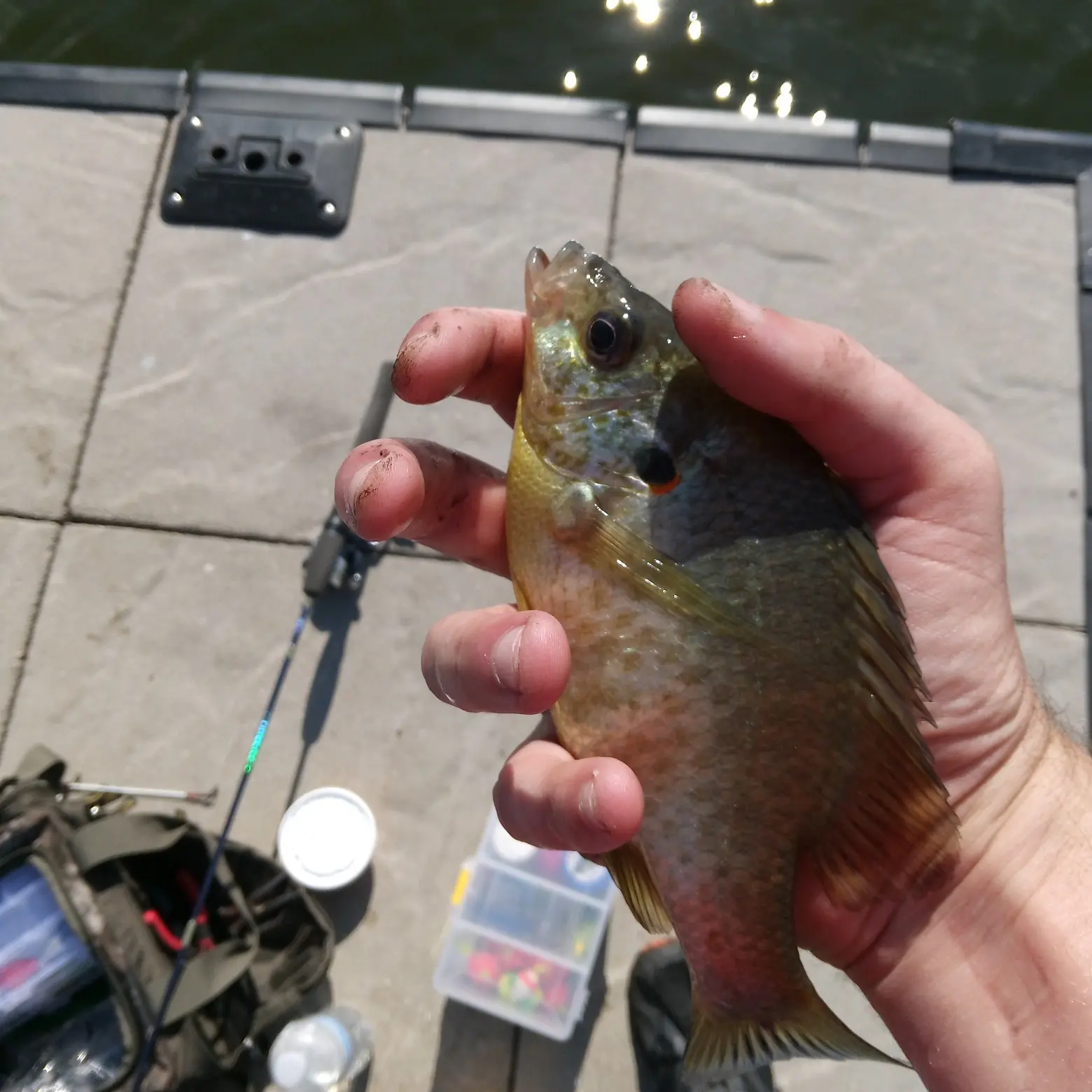ᐅ Binder Lake fishing reports🎣• Jefferson City, MO (United