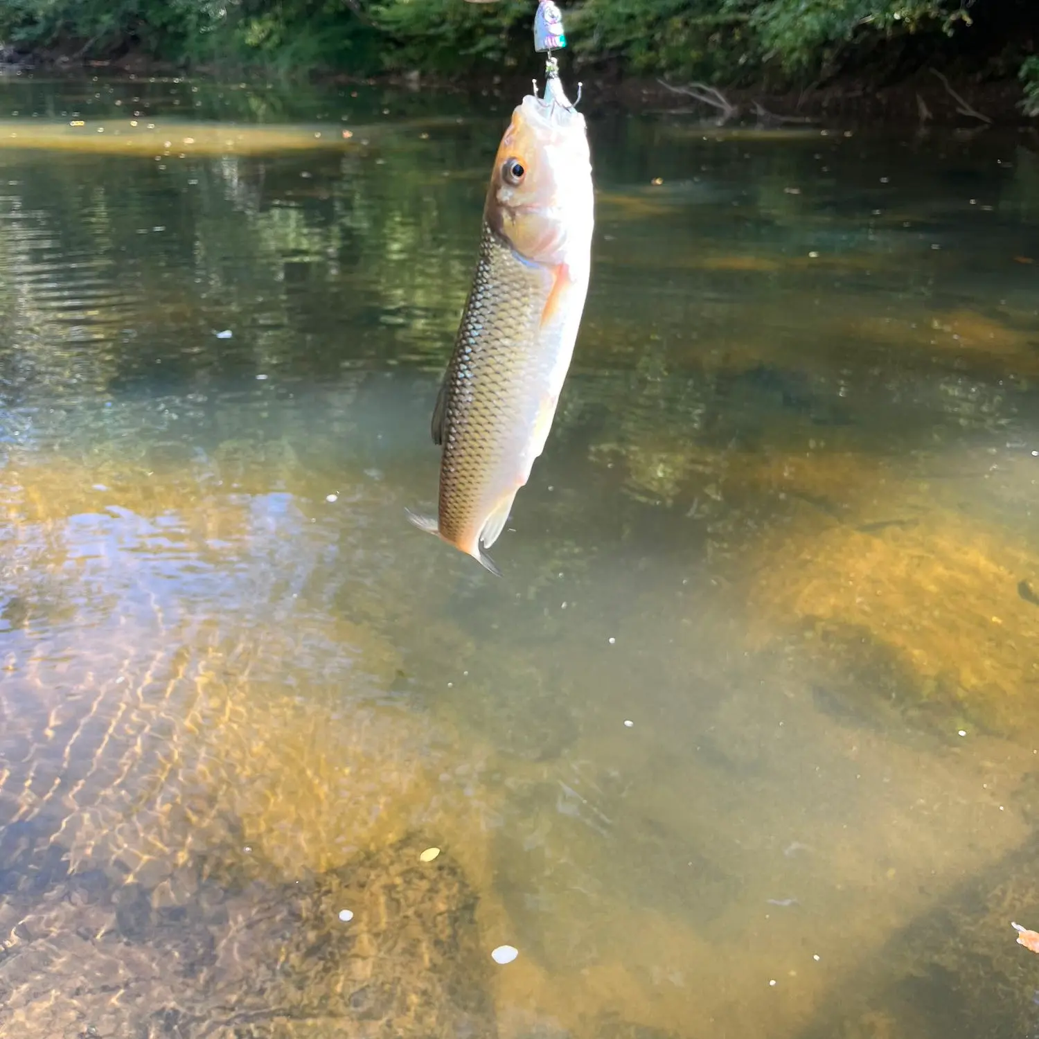 Rapidan River Trout Fishing - The Middle Section 