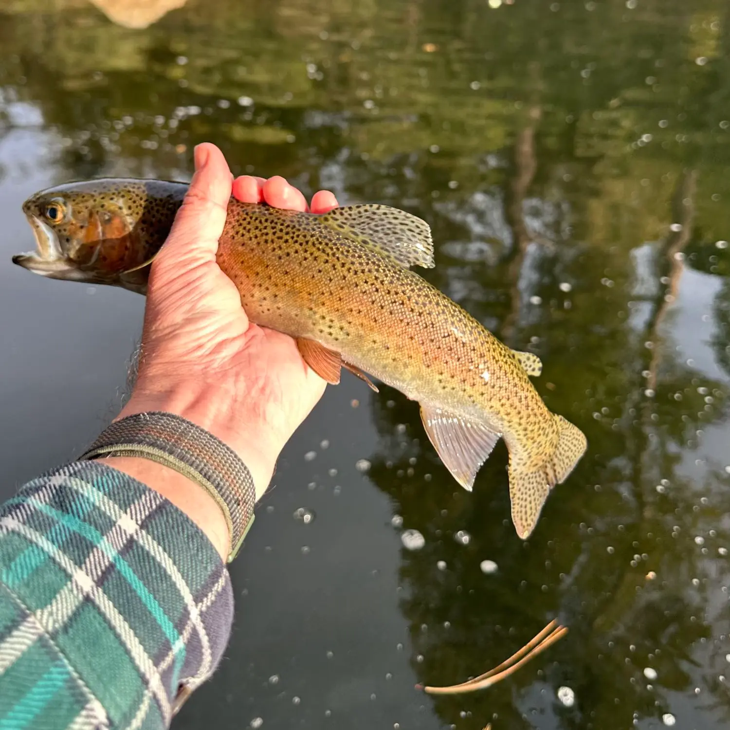 North Fork Fishing Report