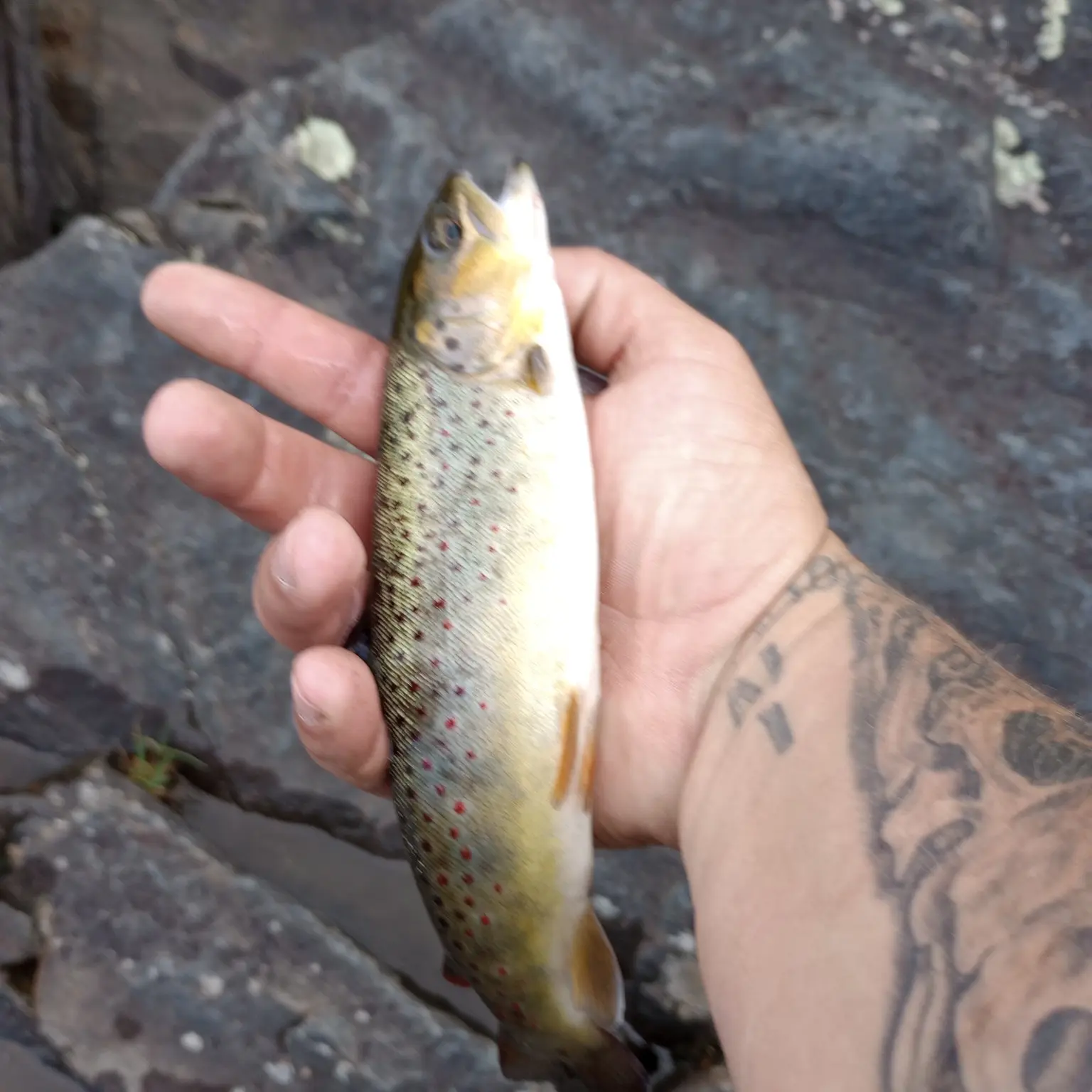 ᐅ Caratunk Falls fishing reports🎣• Waterville, ME (United States