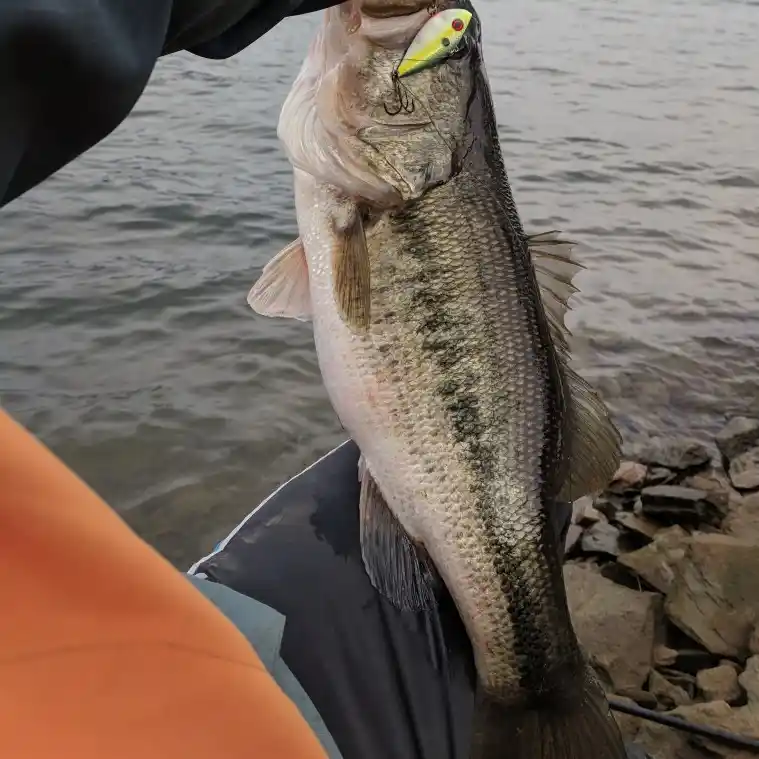 Carters lake deals bank fishing