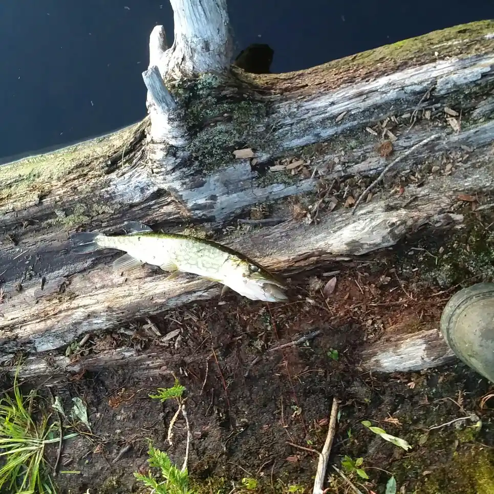 Fishing for splake on Indian Pond in Greenwood, Maine (October 7, 2018)