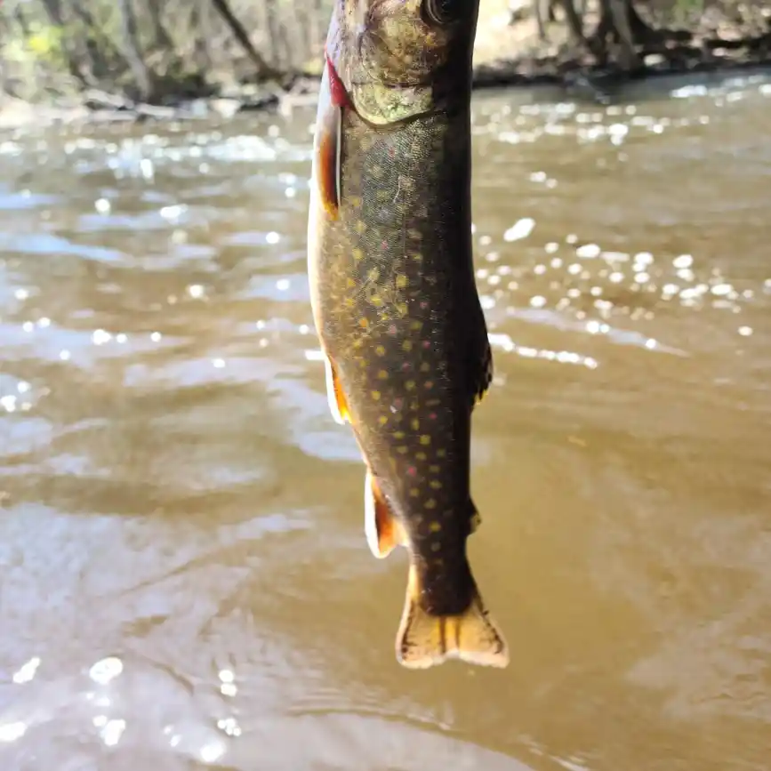 Fishing reports, best baits and forecast for fishing in Bagley Rapids