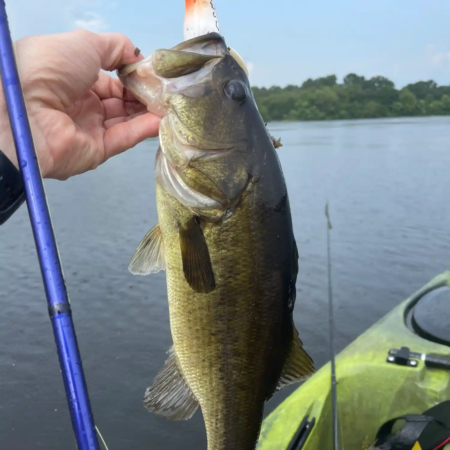 Fishing spots, fishing reports and regulations in Lake Wayne