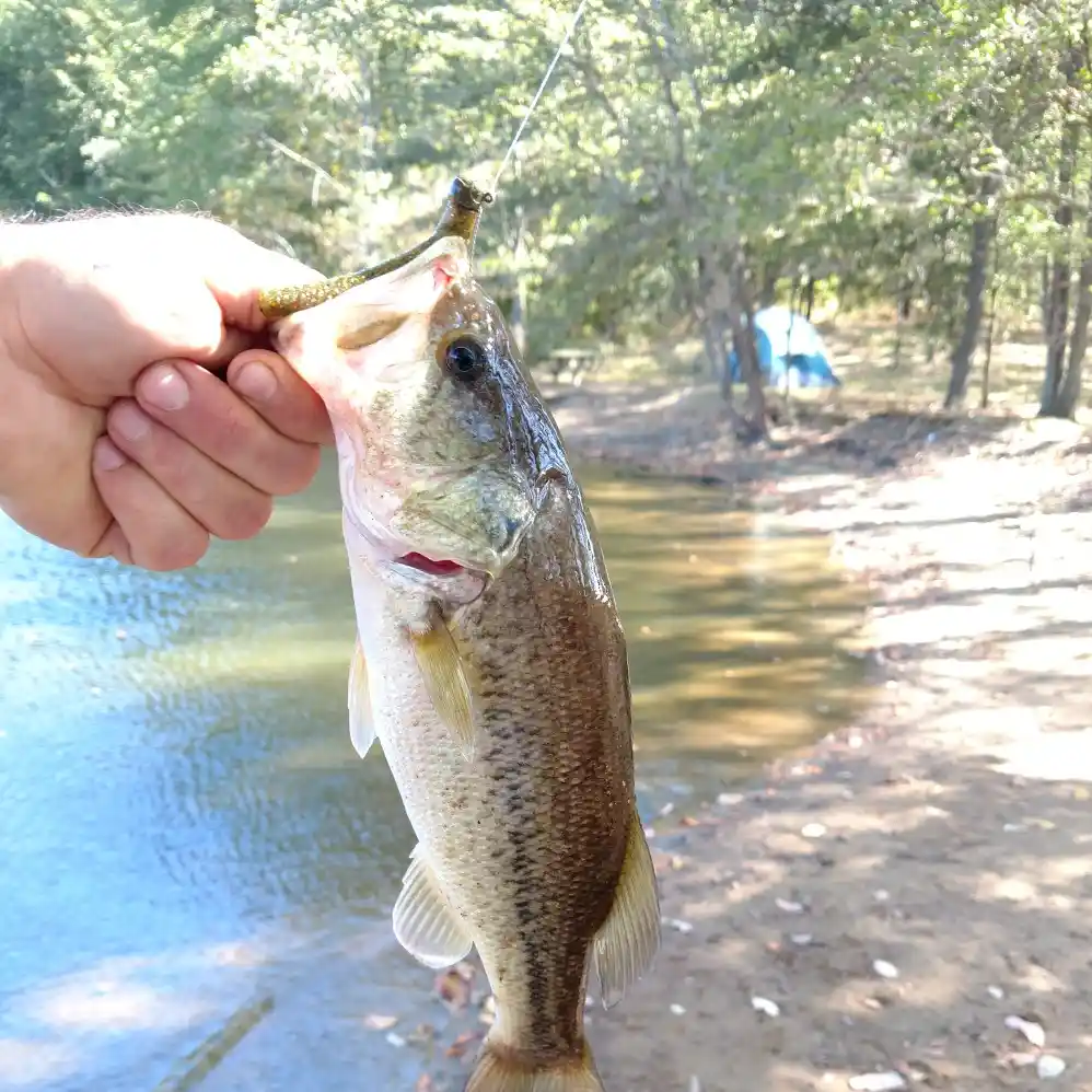 West Boggs Lake in Southern Indiana is a Fishing Gem - MidWest Outdoors