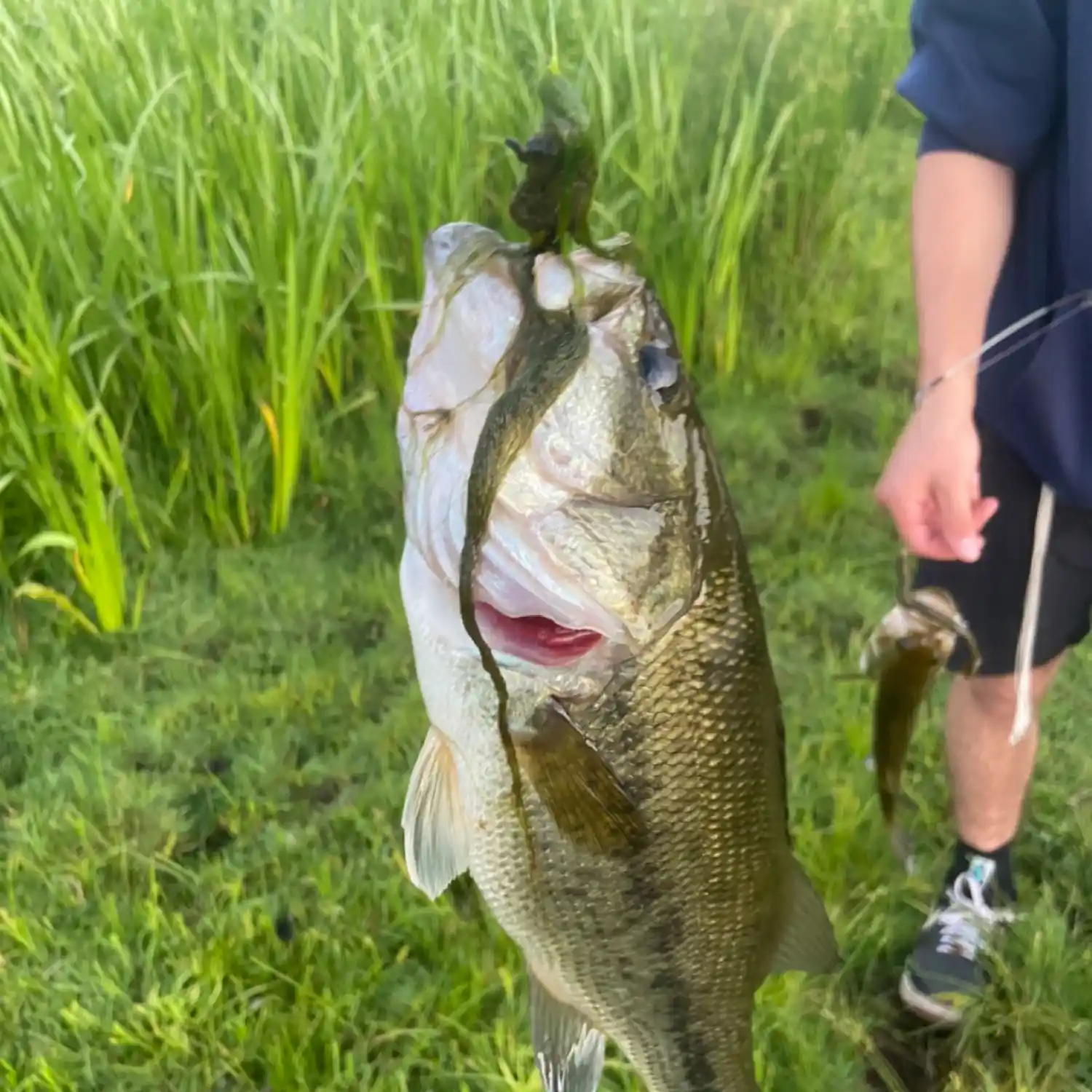 ᐅ Wadsworth Falls fishing reports🎣• Middletown, CT (United States) fishing
