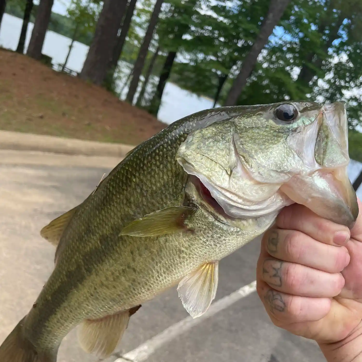 Bay Springs spotted bass, largemouth bass and smallmouths bass fishing