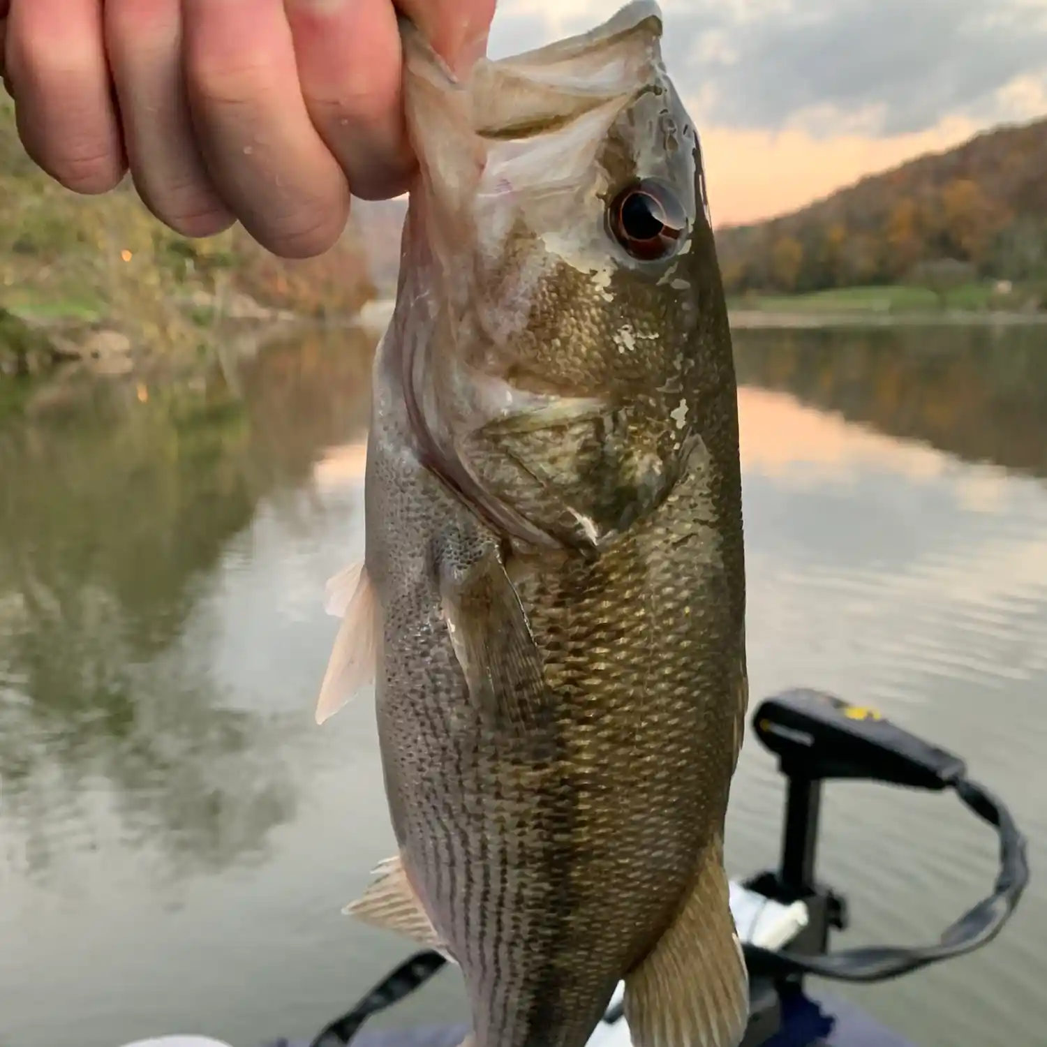 Spring Bass Fishing with Cabin Creek Baits 