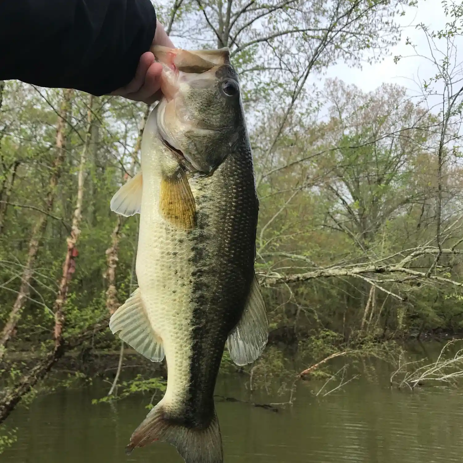 Fishing reports, best baits and forecast for fishing in Buckhorn Creek