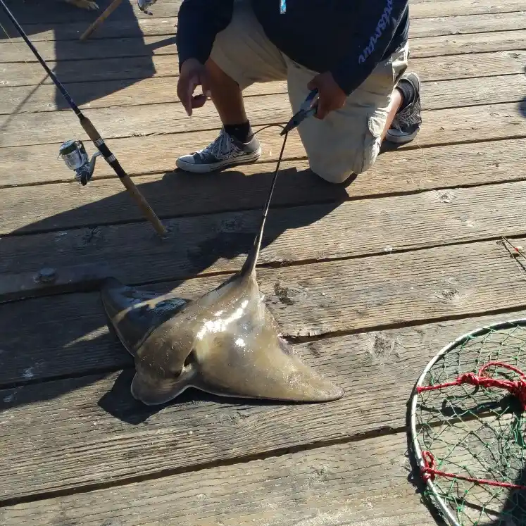 Santa Cruz Pier fishing reports Live Oak CA United States