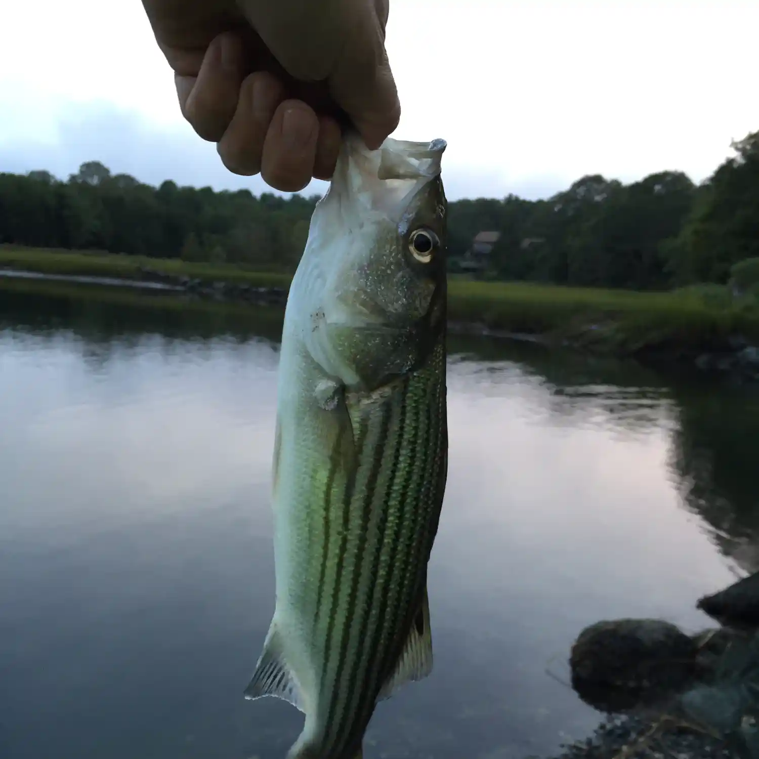 Fishing spots, fishing reports and regulations in Mattapoisett