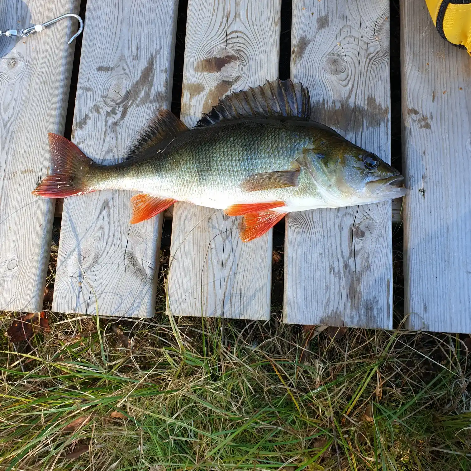 Catch reports, Mullsjön