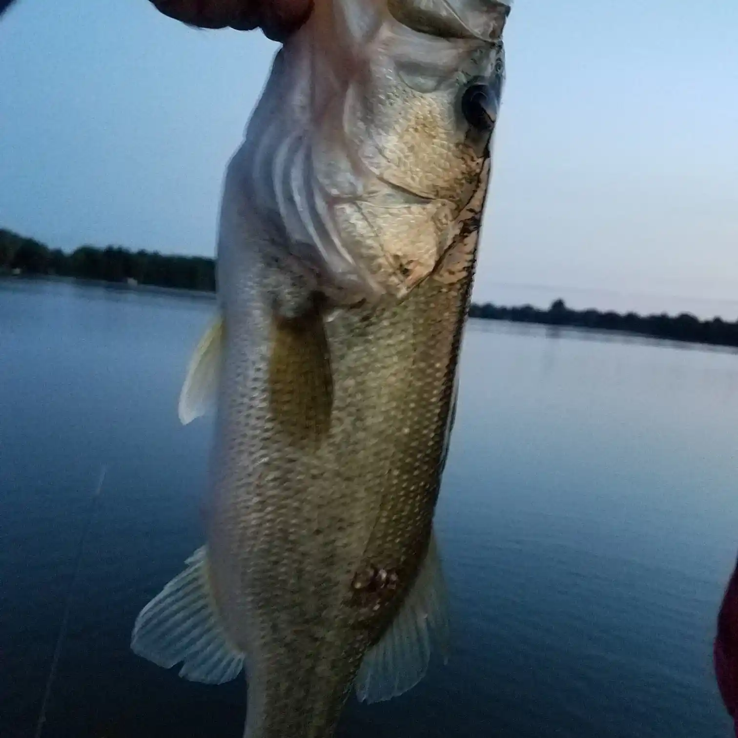 Fishing reports, best baits and forecast for fishing in Big Bass Lake