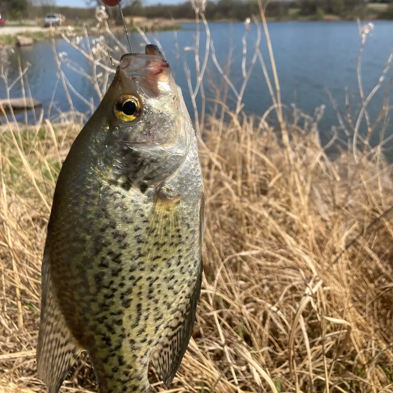 Fishing reports best baits and forecast for fishing in Bear Creek