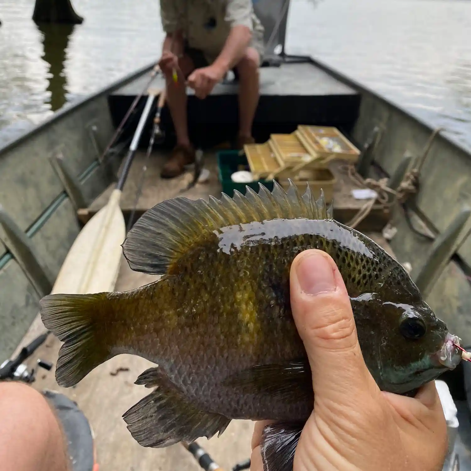 13+ Reelfoot Lake Fishing