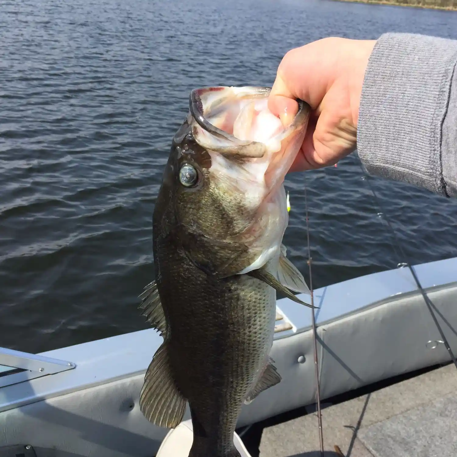 Fishing reports, best baits and forecast for fishing in Sacarider Lake