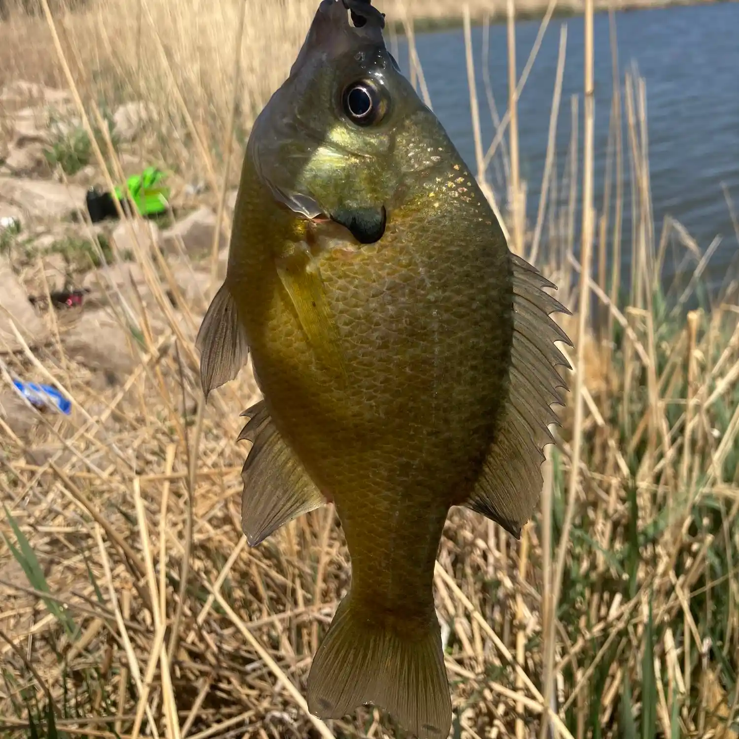 Fishing reports best baits and forecast for fishing in Bear Creek