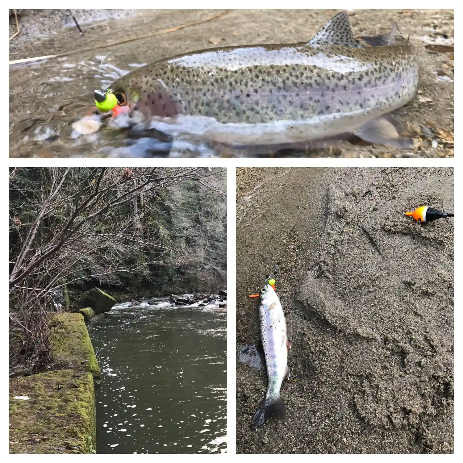 San Lorenzo River fishing reports Scotts Valley CA United