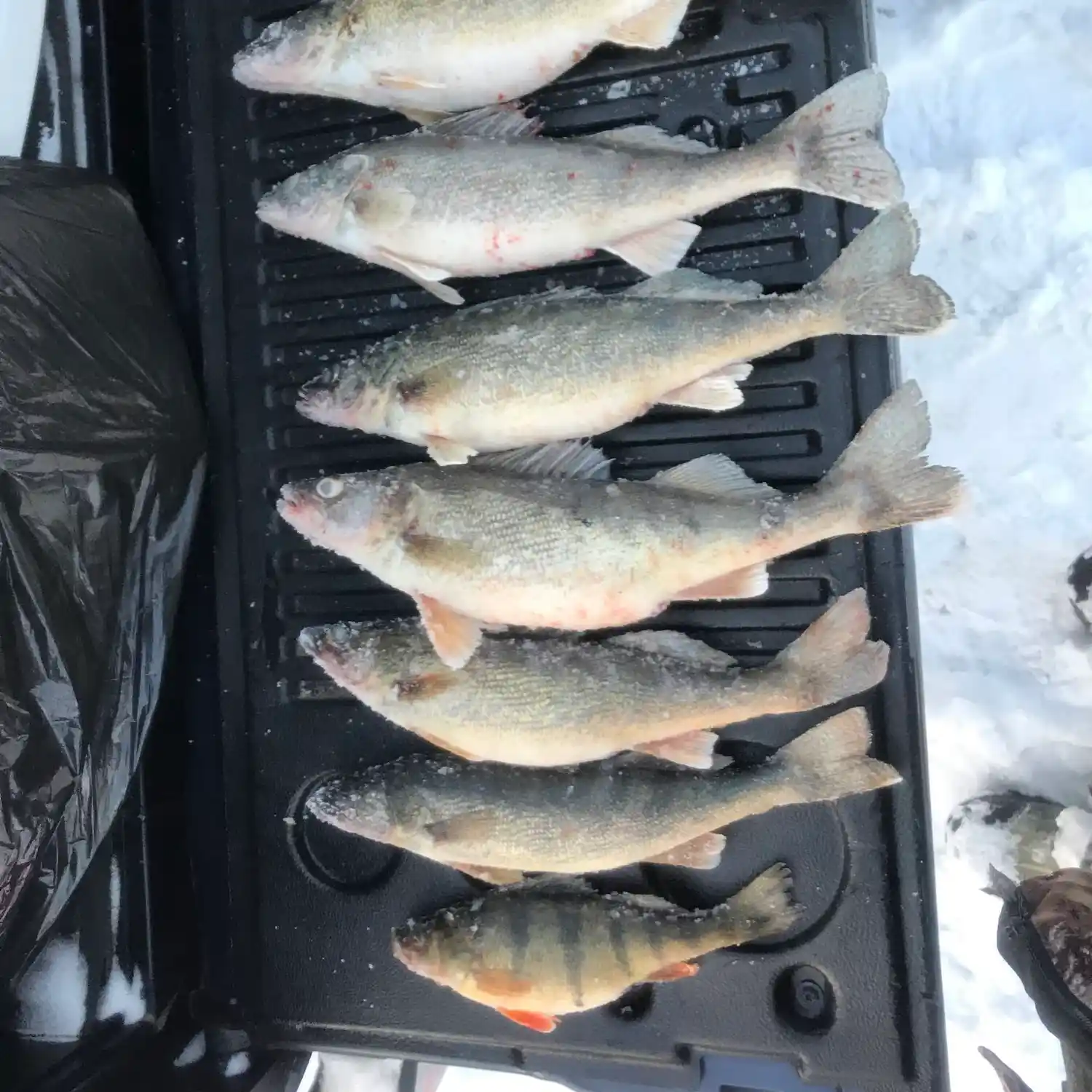 Oneida Lake Fishing Reports