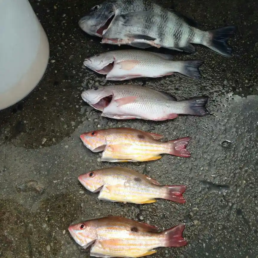 18+ Skyway Pier Fishing Report