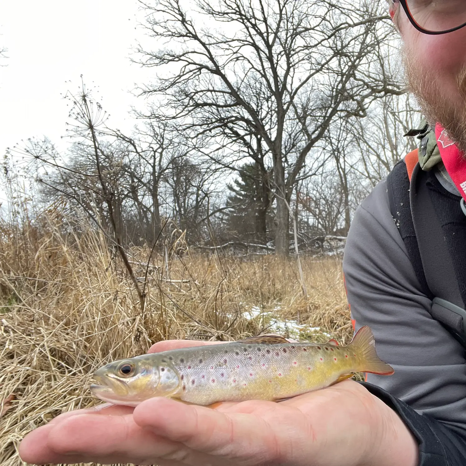 Fishing reports, best baits and forecast for fishing in Schoenberg Marsh