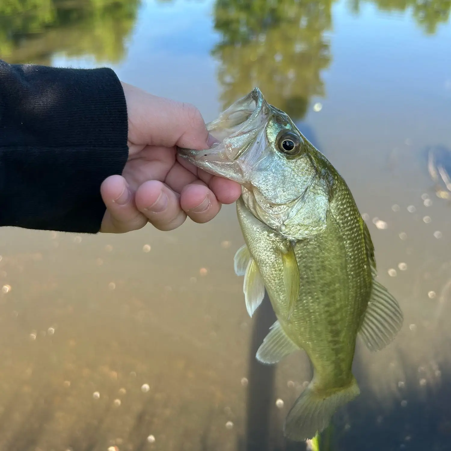 Brodie Lake fishing reports Maysville OH United States