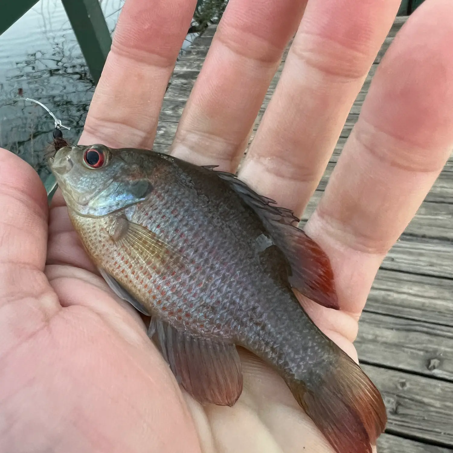 Redspotted sunfish (4) : r/MicroFishing