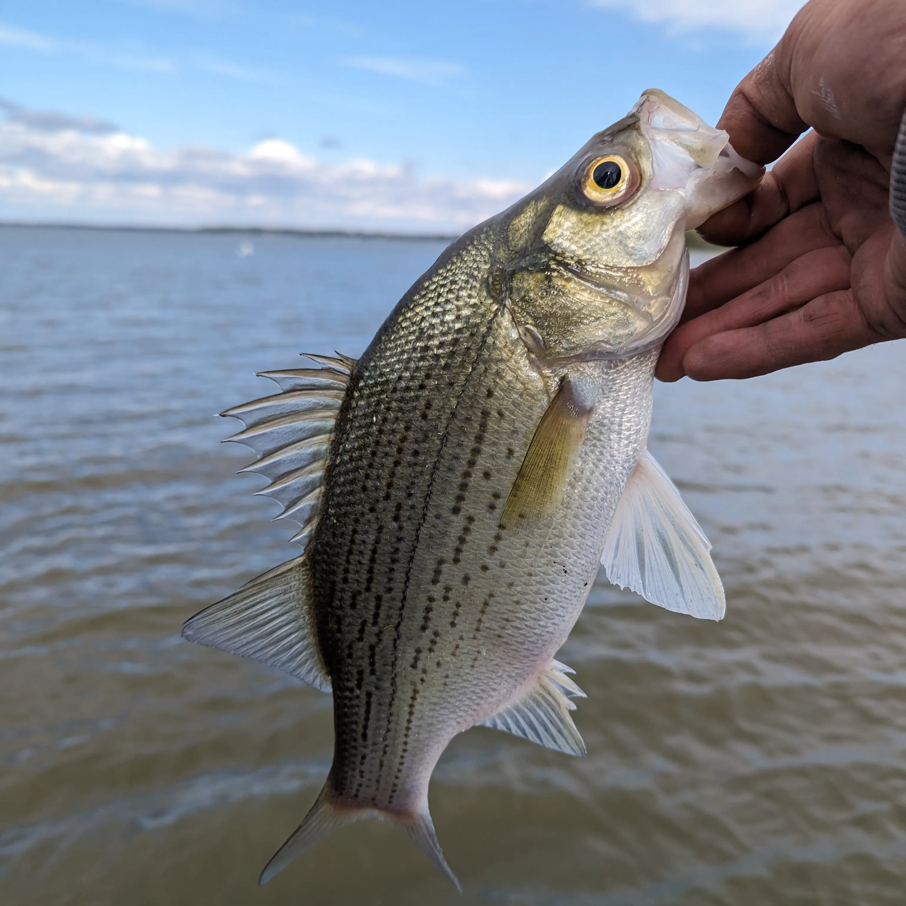 Wolf River White Bass Run 