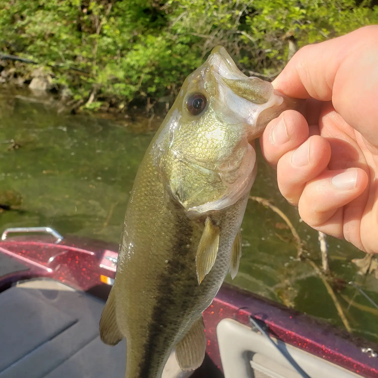 Fishing on a Fine Spring Day, Hip-Deep in Citico Creek - The Knoxville  Mercury