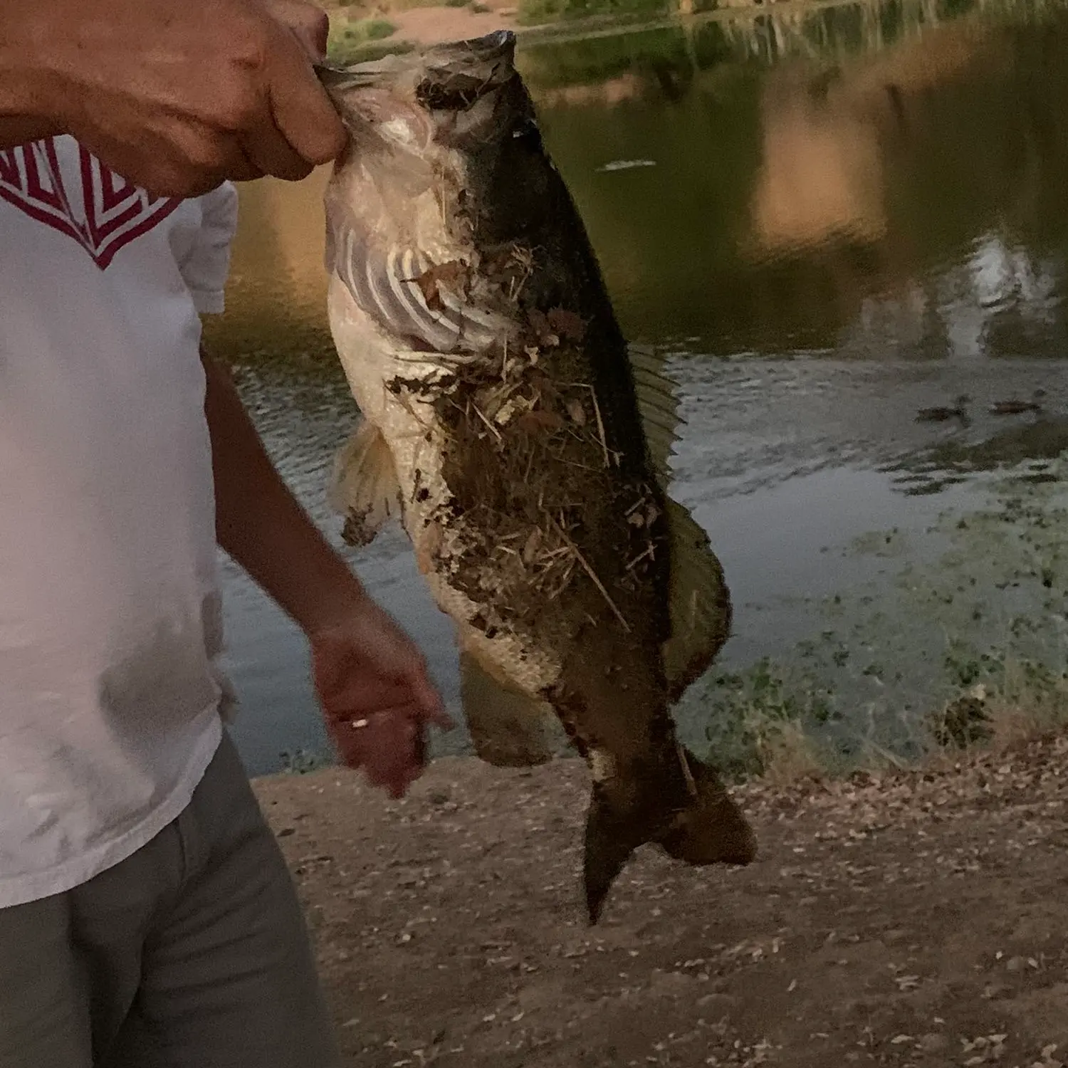 ᐅ Lucas Pond fishing reports🎣• Bastrop, AR (United States) fishing