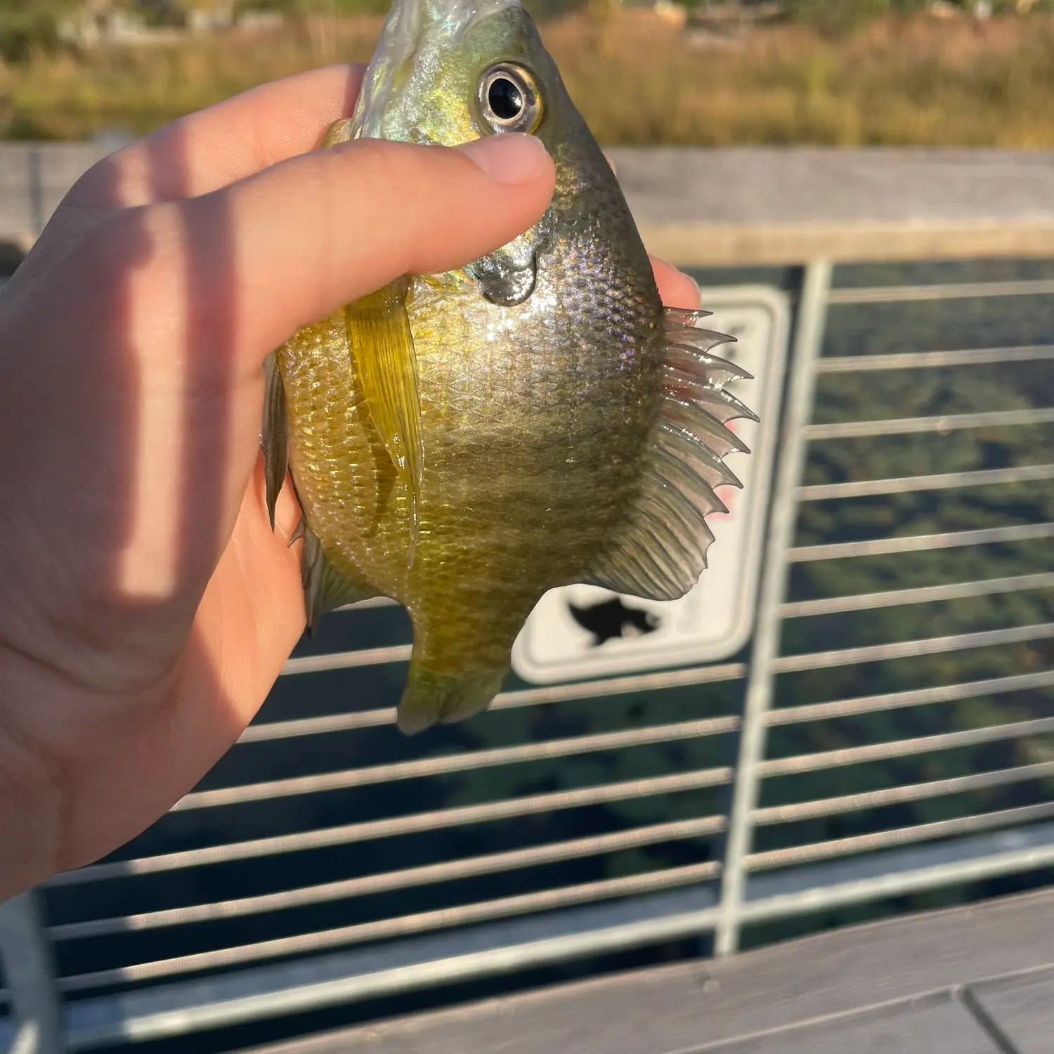 Grand Valley Preserve Fishing Reports