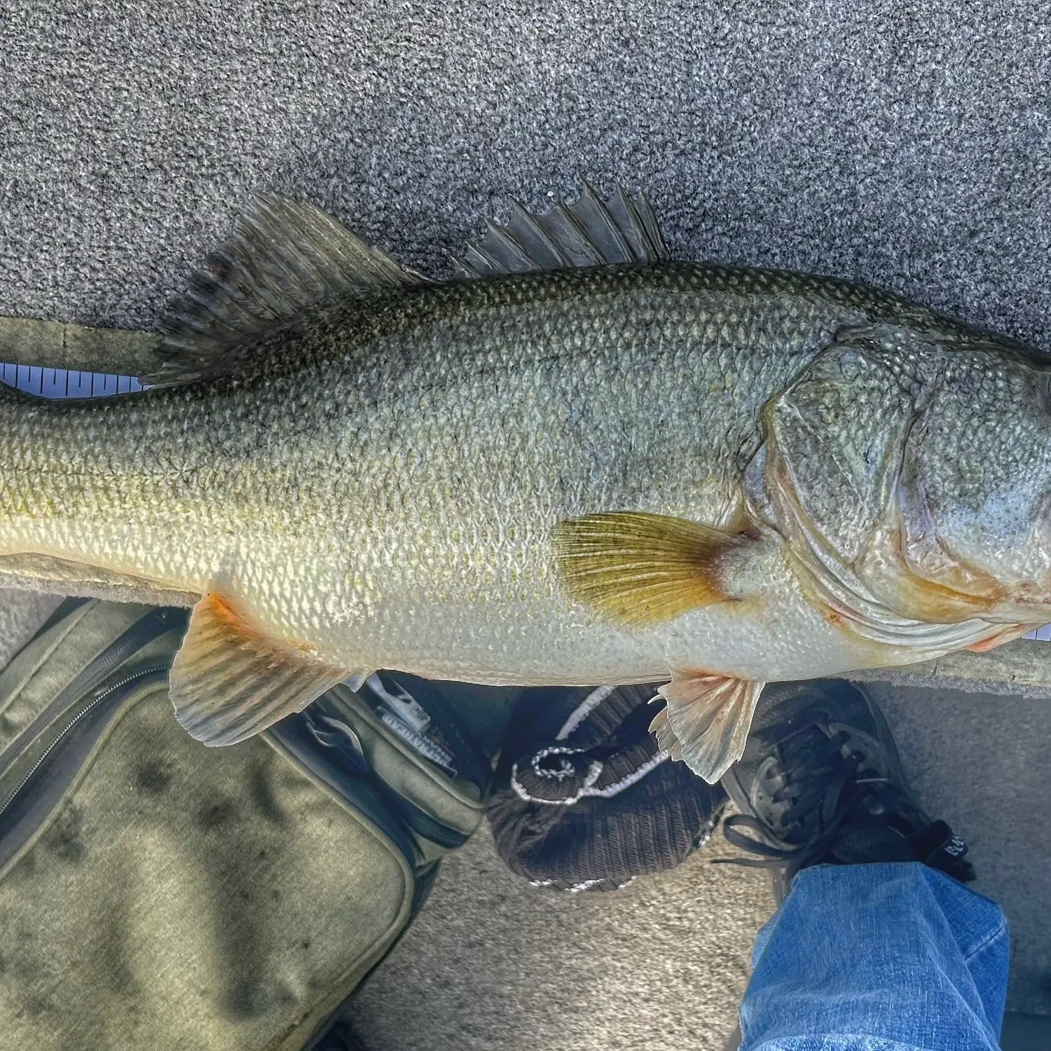 Fishing reports, best baits and forecast for fishing in Lake Dora