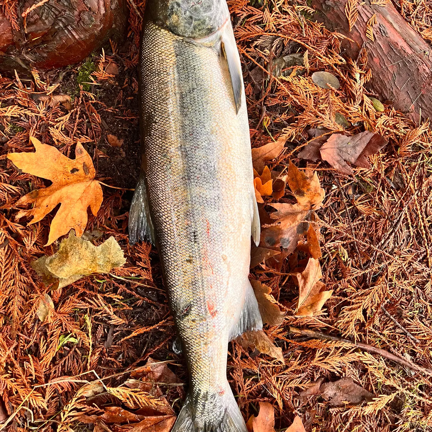 18+ Minter Creek Fish Hatchery