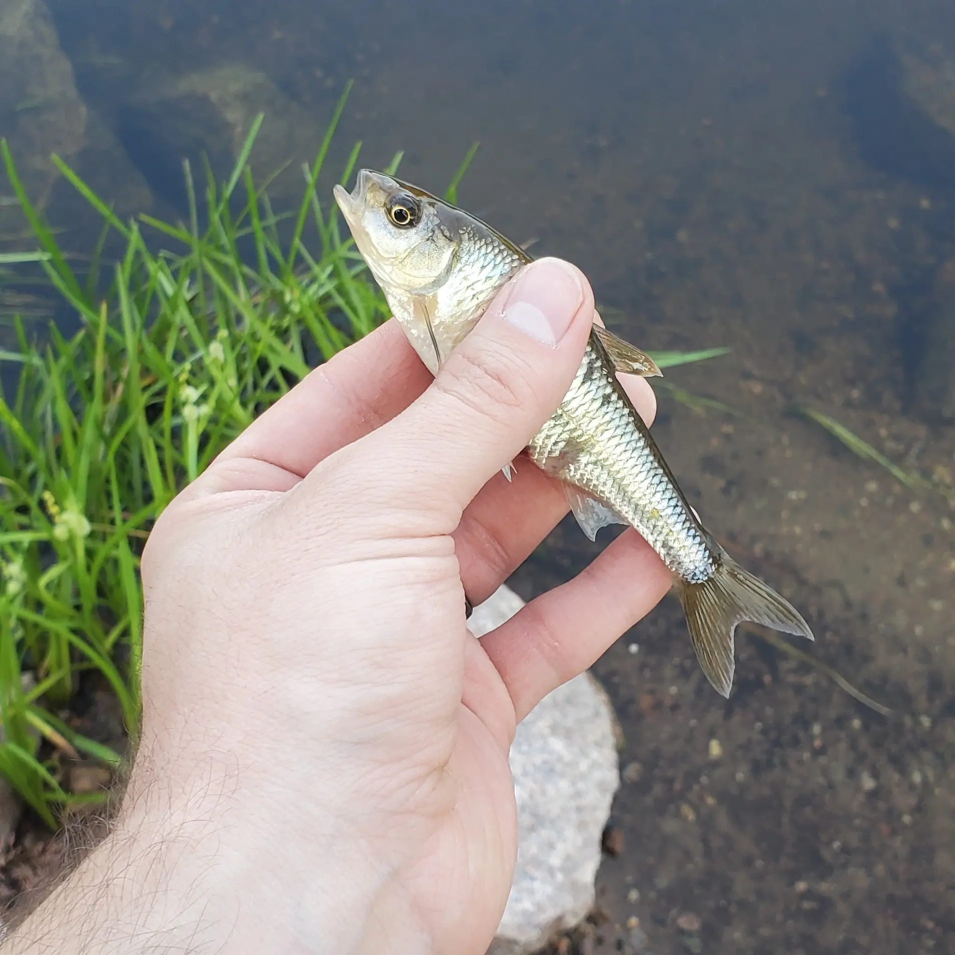 Fishing reports, best baits and forecast for fishing in Big Bass Lake