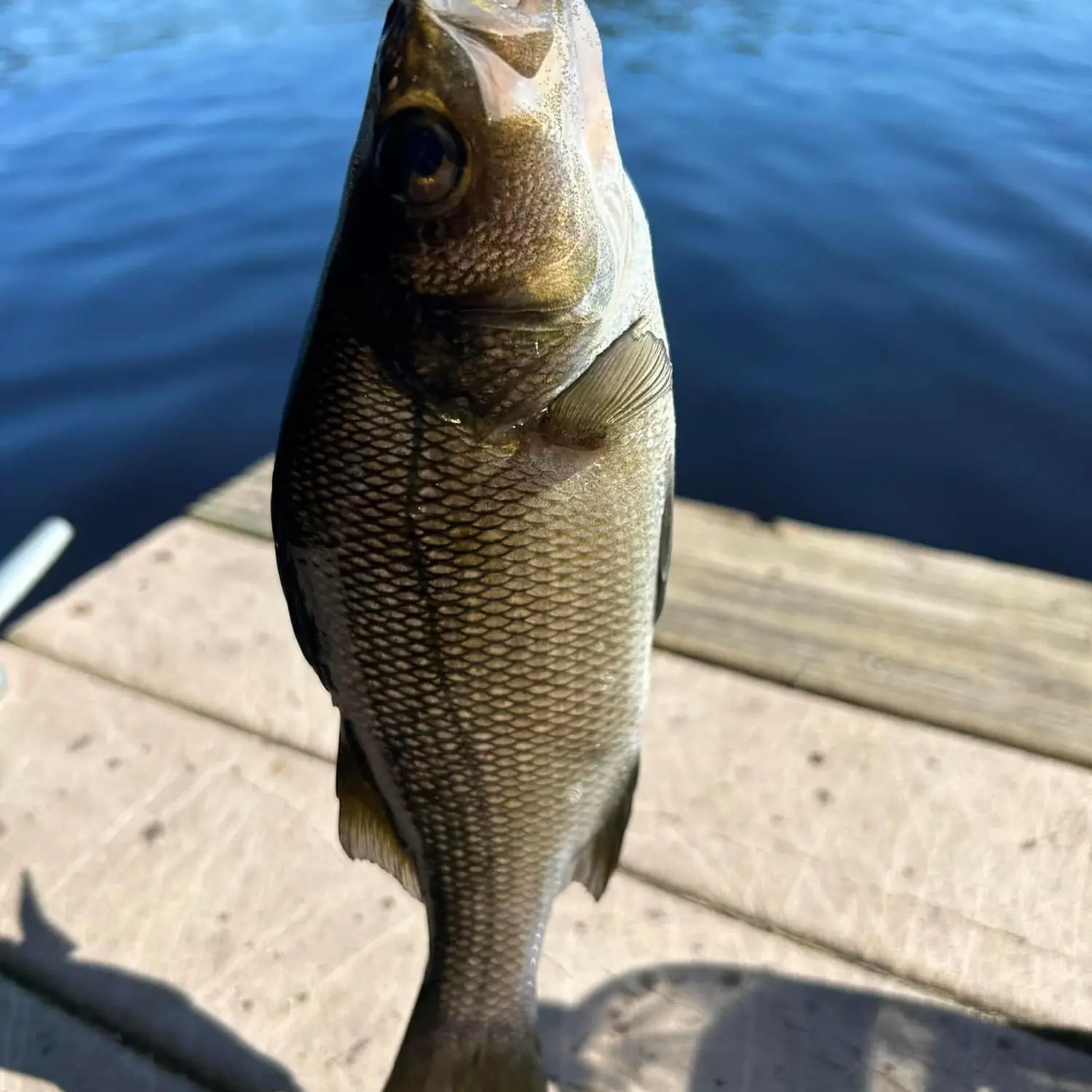 ᐅ Franklin Pierce Lake fishing reports🎣• Goffstown, NH (United States ...