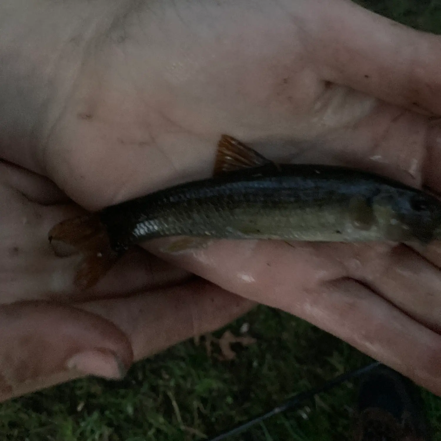 Cutlip Minnow